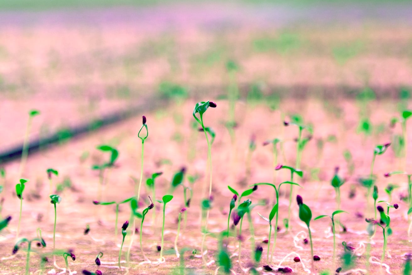 Ocado’s vertical farming investment: Addressing the ‘fundamental concerns’ of freshness and sustainability