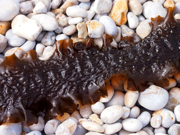 How can industry turn the tide on seaweed consumption? 