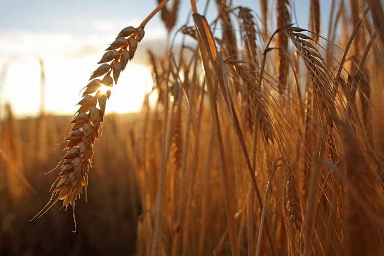 More water stewardship, less synthetic fertiliser: Diageo backs regenerative agriculture for Guinness barley