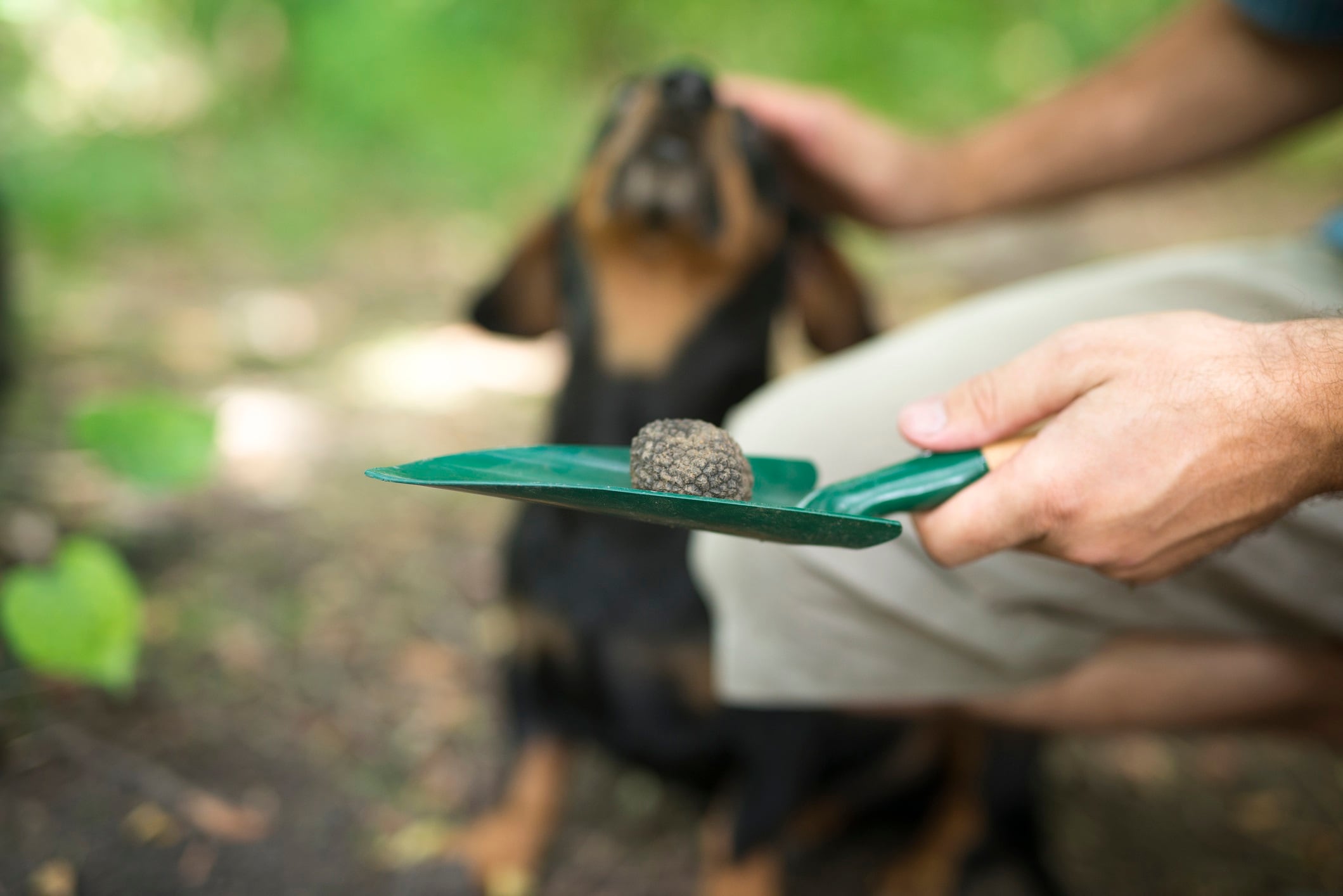 Man thanking his trained dog for helping him to find truffle mushroom in forest.
