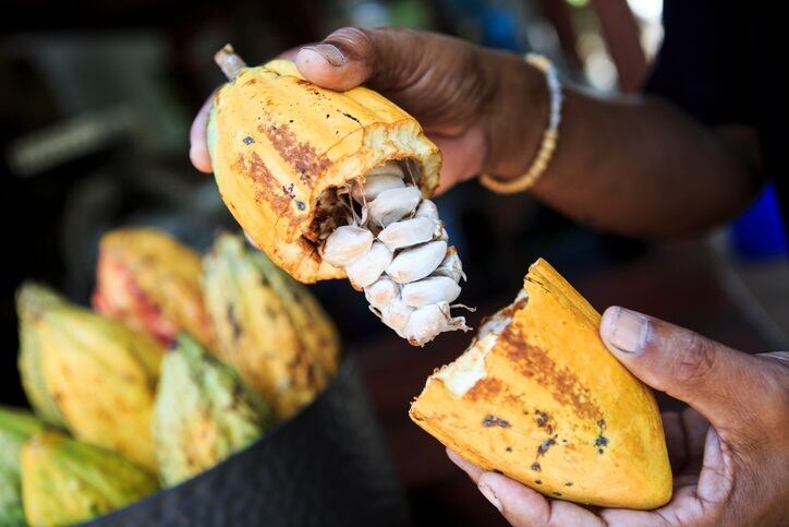 Is enough being done to weather the cocoa sector against climate change & cocoa shortages?