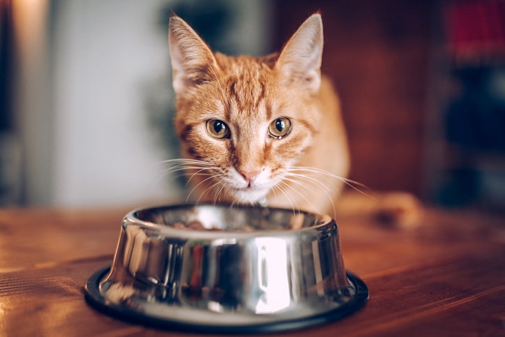 Beneo sees no let-up in demand for plant-based ingredients in pet food 