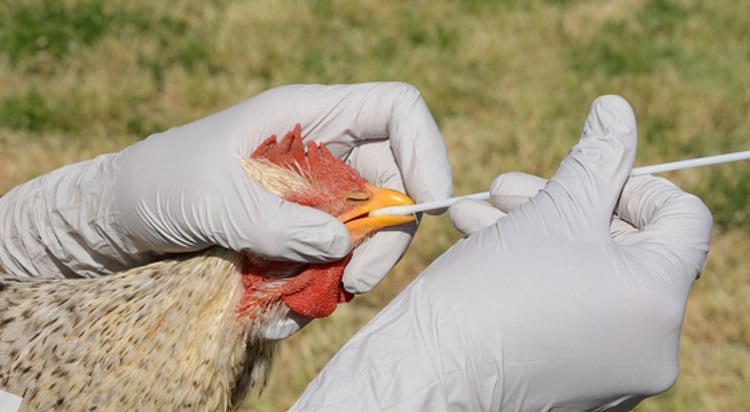 Avian influenza confirmed in the UK