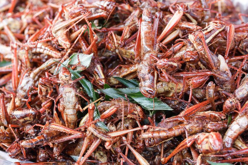 insects-grasshoppers-protein.jpg