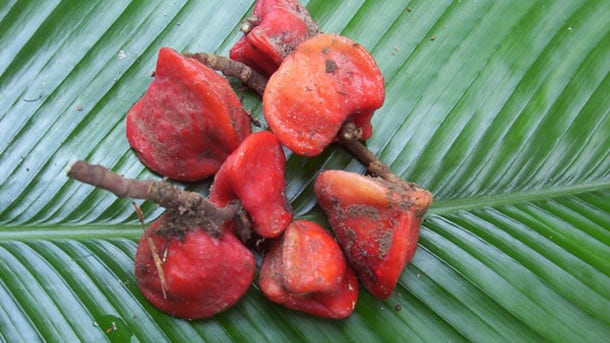 Scientists-develop-method-to-boost-sweetness-of-plant-derived-thaumatin_strict_xxl.jpg