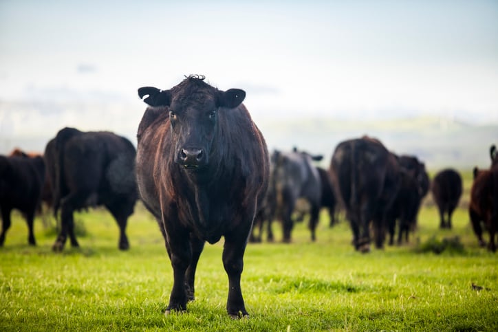 Cargill-unveils-method-to-gauge-feed-led-methane-suppression.jpg