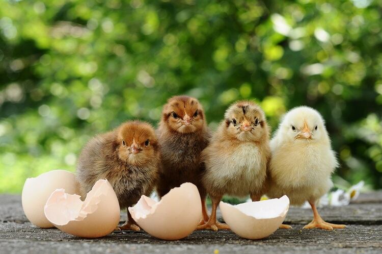 In Germany, will the chicken come before the egg? Agriculture Minister eyes chick culling ban
