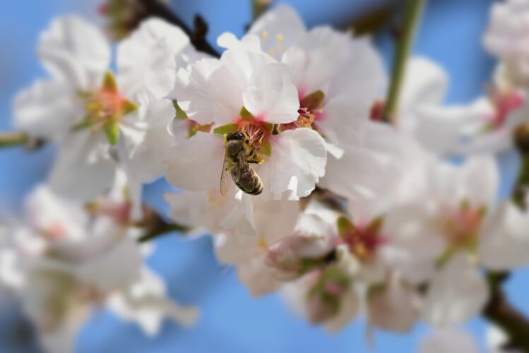 GettyImages-honeybee-almondcrop-dimitris_k.png