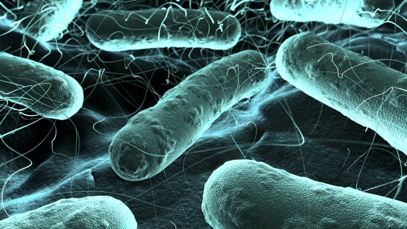Pathogens.jpg