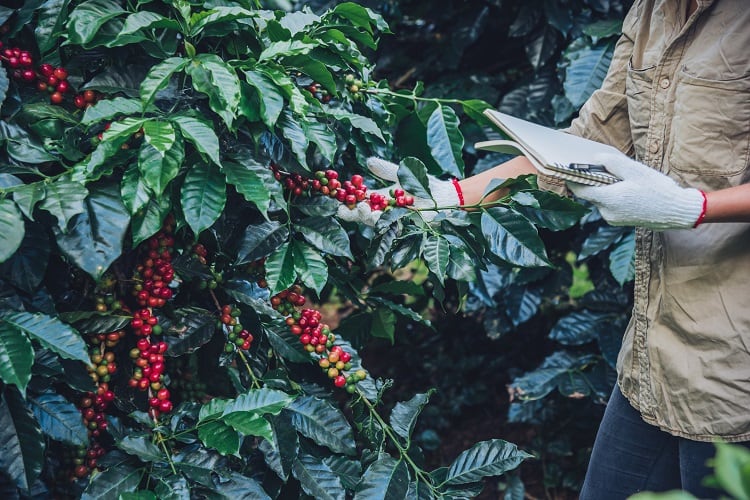 Not-so-robust-robusta-Coffee-species-markedly-more-sensitive-to-warming-than-previously-thought.jpg