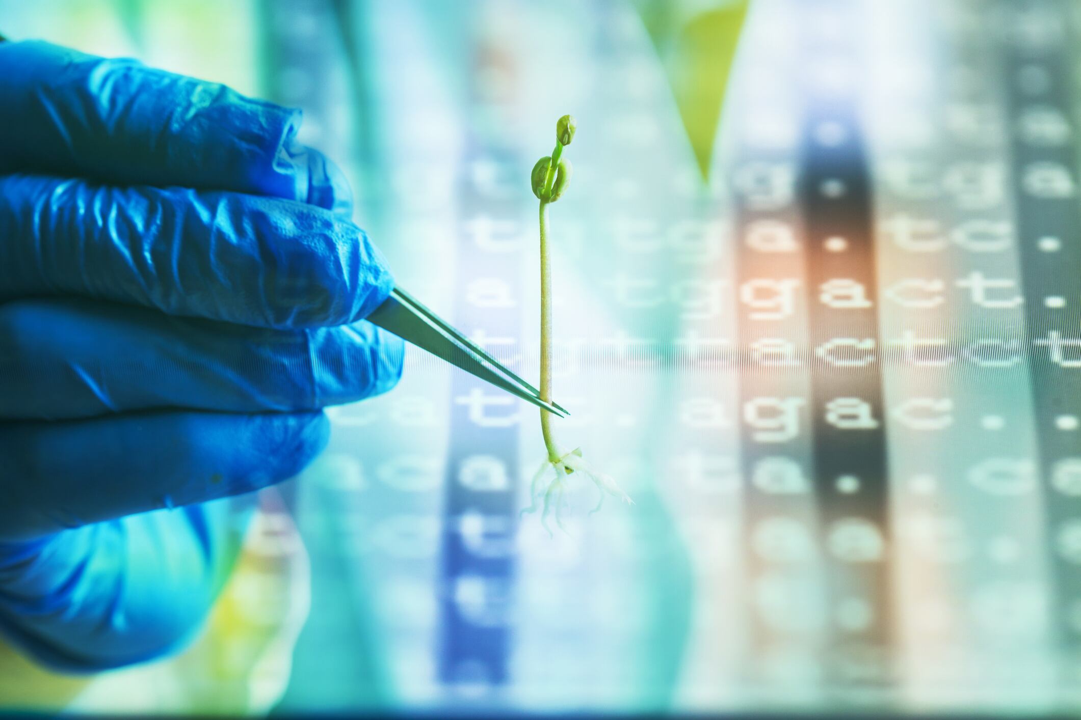Japan’s low GM food awareness slows self-sufficiency progress