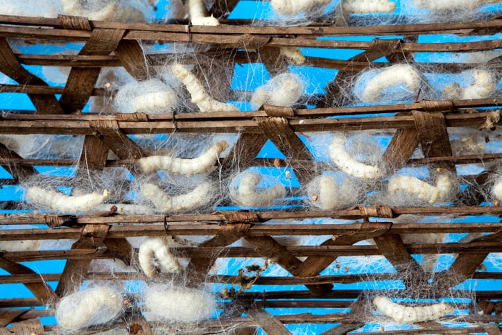 Silk lauded as future solution in food waste and preservation
