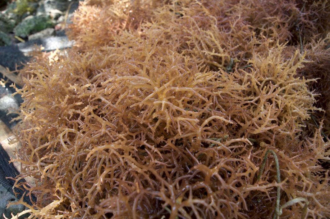 Danish-researchers-extract-protein-from-seaweed-We-have-proven-the-principle.jpg