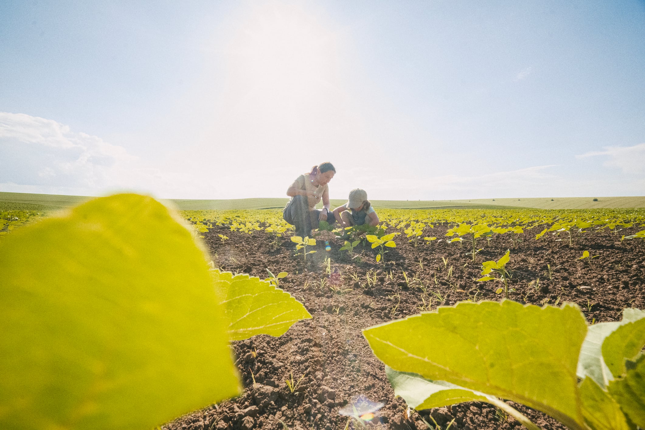 Woman farmer is showing to her daughter sunflower crops growing in their field, passing on agricultural knowledge & legacy of sustainable agriculture. Child development, low angle view, unusual angle