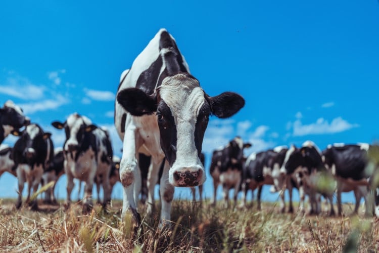 Effects of heat stress on dairy cows ‘expected to intensify’