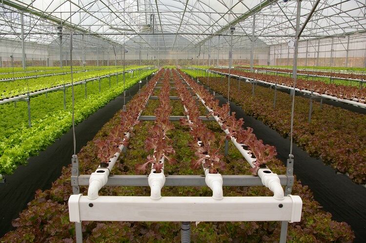 H2hydroponics-red.jpg