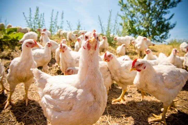 Tyson-Foods-unveils-4-prong-plan-to-restore-its-chicken-business-competitiveness-reverse-earnings-drop.jpg