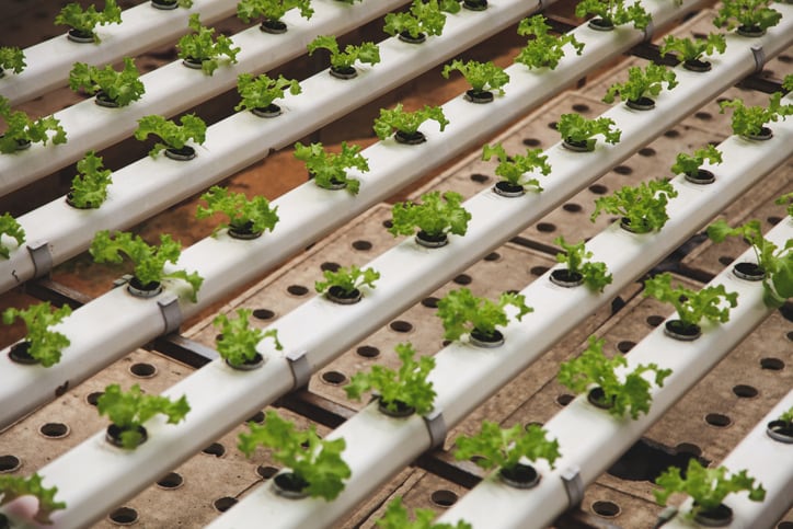 Biotech-breakthrough-means-local-farms-could-provide-a-third-of-Singapore-s-produce.jpg