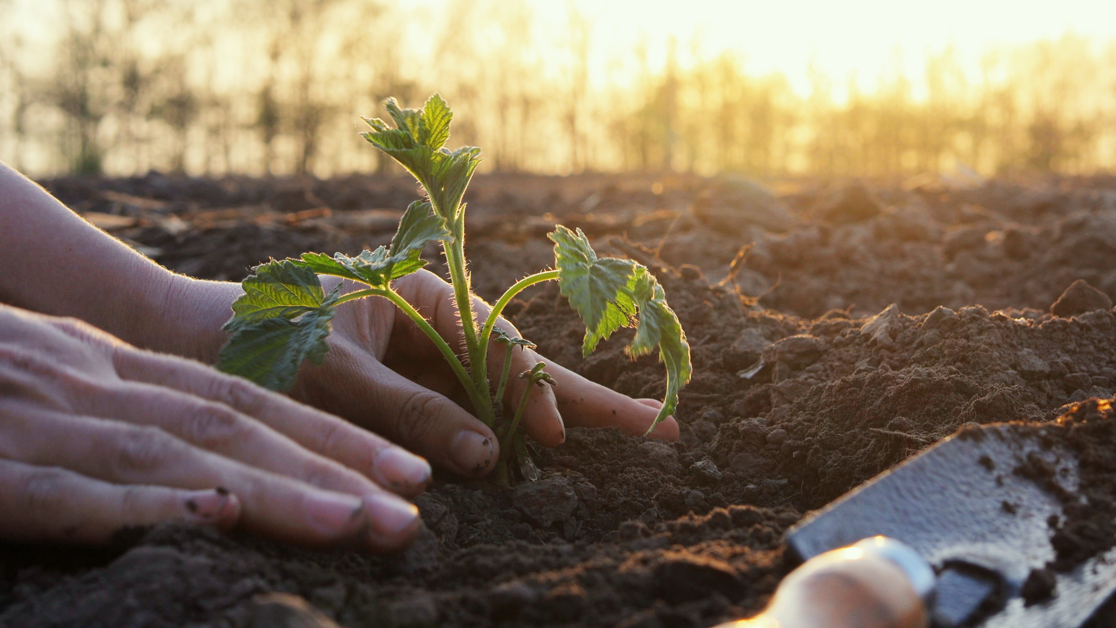 Hands gently place seedlings into the earth during the golden hour, preparing for a fruitful farming season ahead.