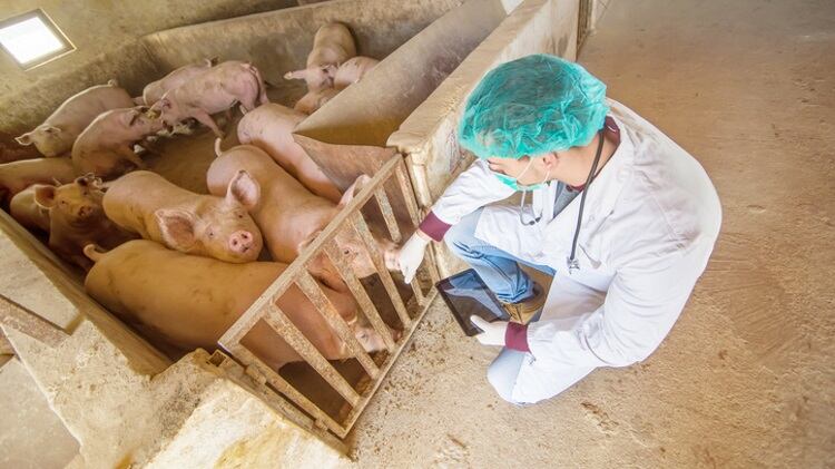 Guangdong-Dexing-pledges-to-improve-pig-welfare.jpg