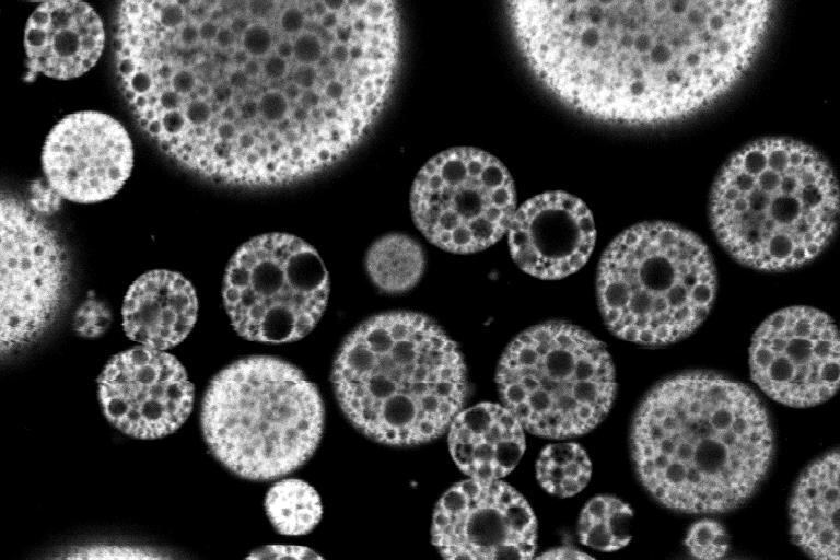 doubleemulsionx100-002.jpg