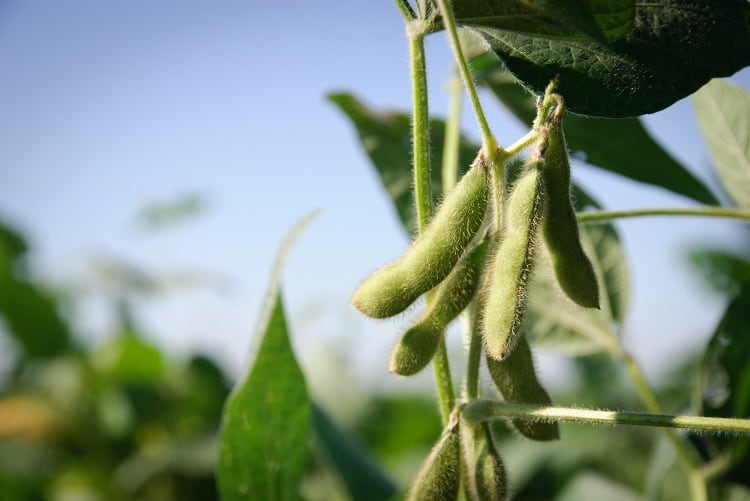 Tyson Foods commits to sustainable soy in poultry supply chain