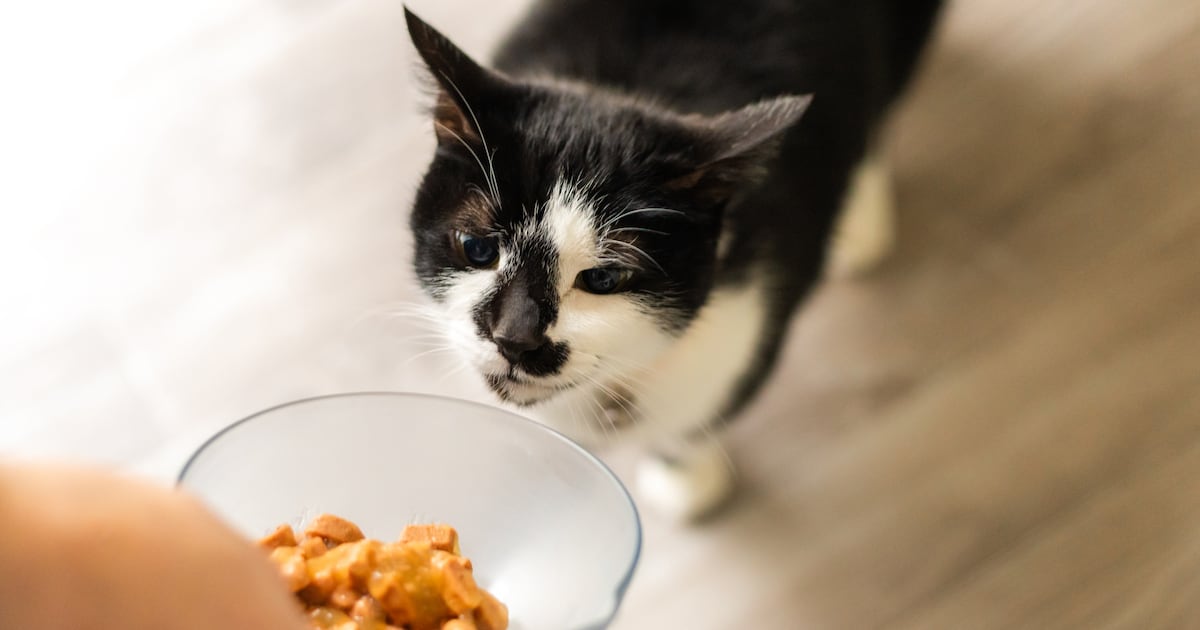 Pet food market growth in 2026 Pet food market growth in 2026