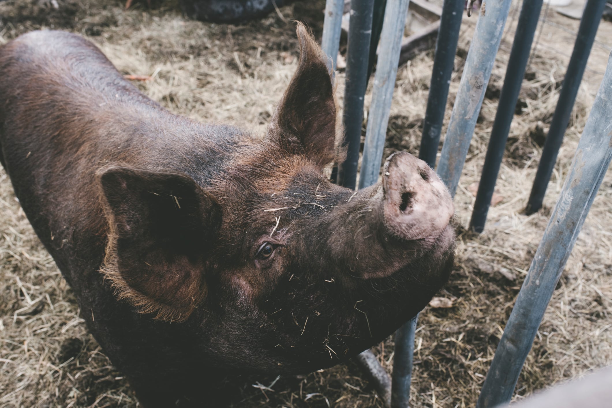 Pig in pen