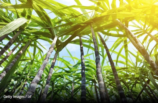 Prebiotics-as-a-concept-still-not-well-understood-by-many-consumers-experts-say.jpg