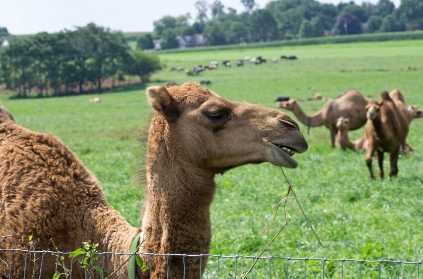 camel-milk.jpg