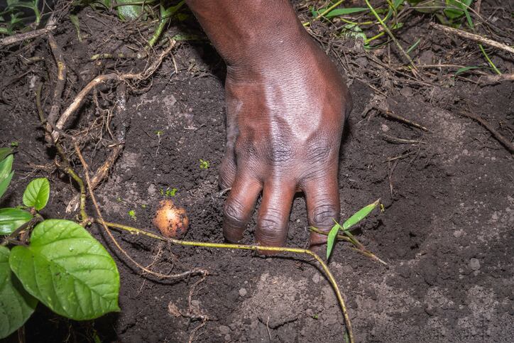 Using genomics to tackle malnutrition in Africa: ‘It’s revolutionising the agricultural sector’