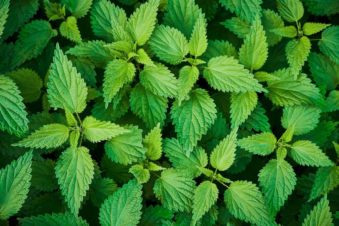 Research-explores-potential-of-nettle-as-a-functional-food.jpg