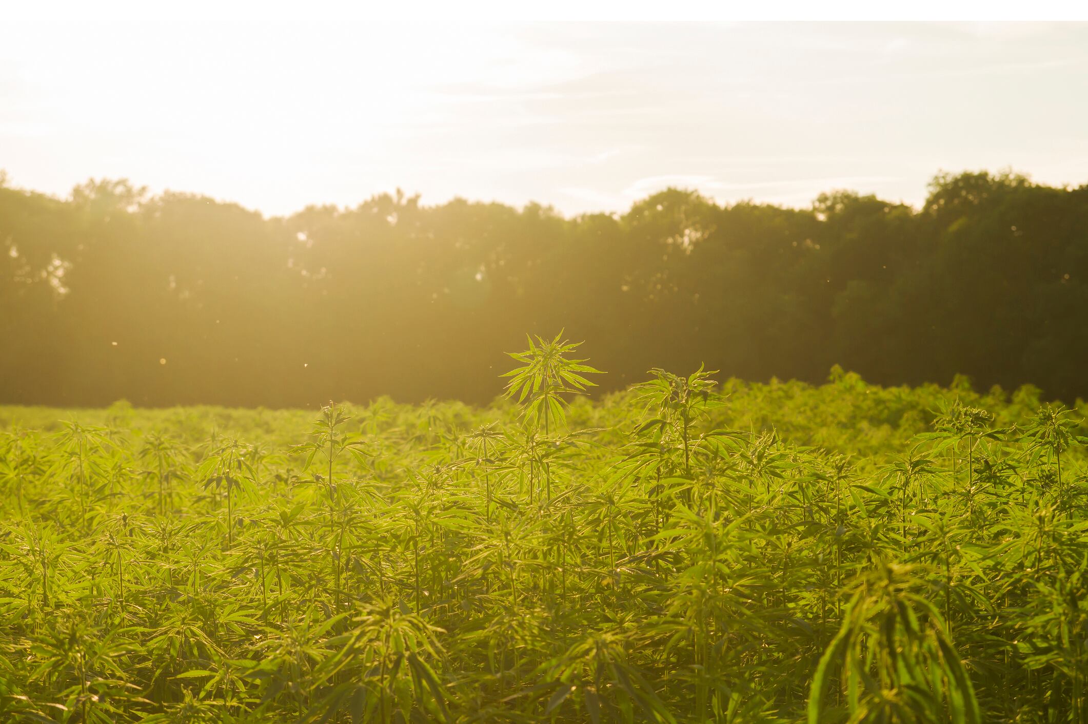 Attorney-I-see-all-these-emails-saying-once-the-Farm-Bill-passes-CBD-is-legal-in-all-50-states-that-s-just-not-true.jpg