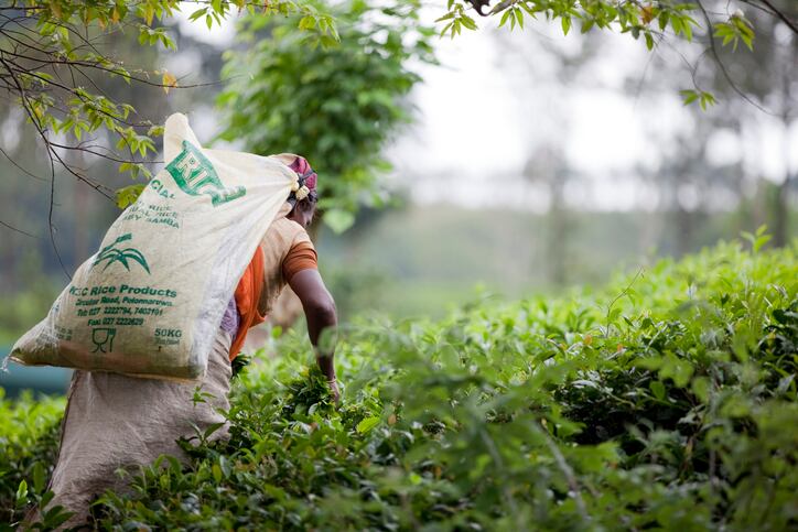 Europe’s food sector shows highest growth of sustainable product sales