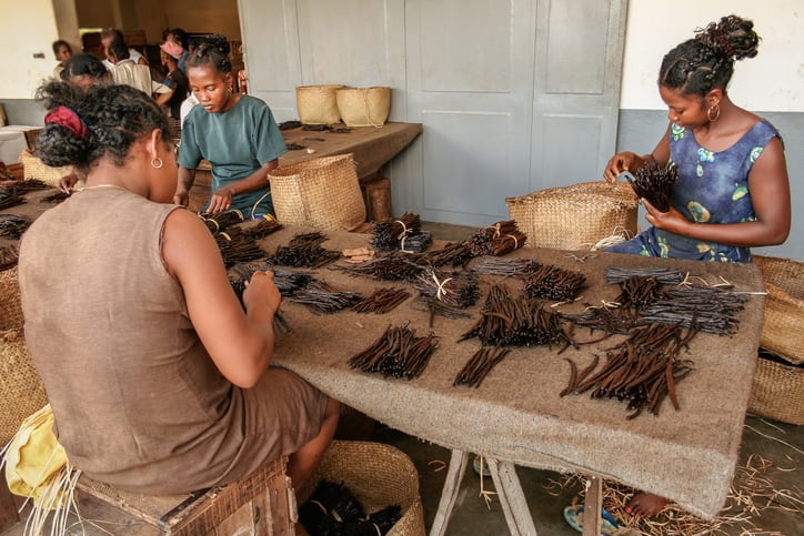 Malagasy-workers-manufacturing-vanilla-near-Sambava-Madagascar-on-January-12-2017-copyright-pierivb.jpg