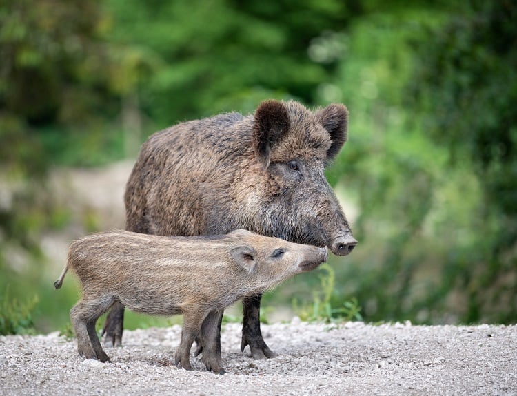 African Swine Fever spreads to Italy, gov’t moves to save country’s bacon