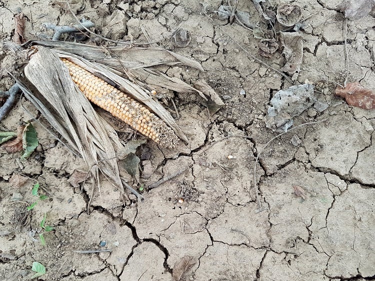 Sustainability expert lists ’worst food stories’: ‘We need to be part of a paradigm shift’