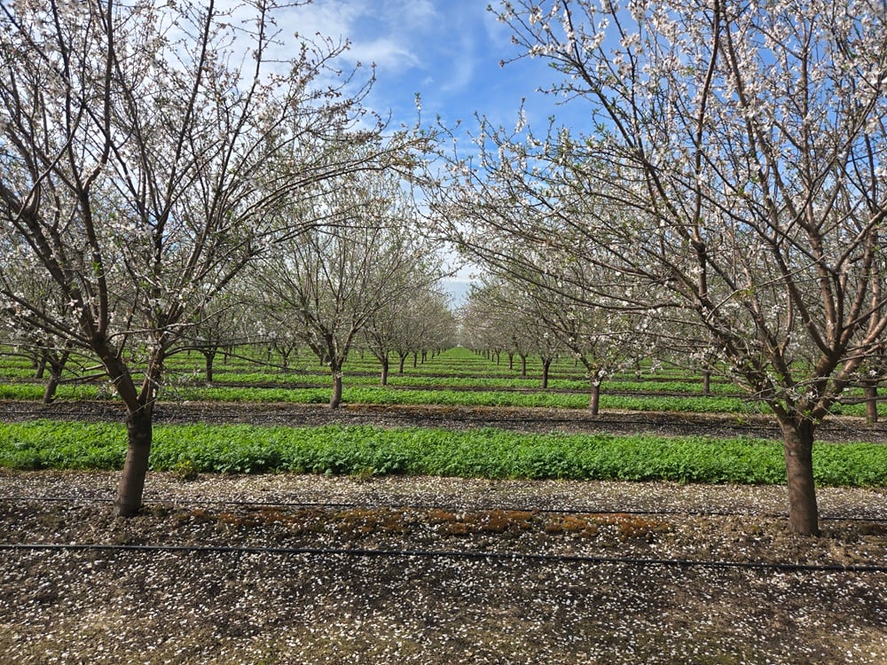 Can California almonds shed their water-hungry reputation? 