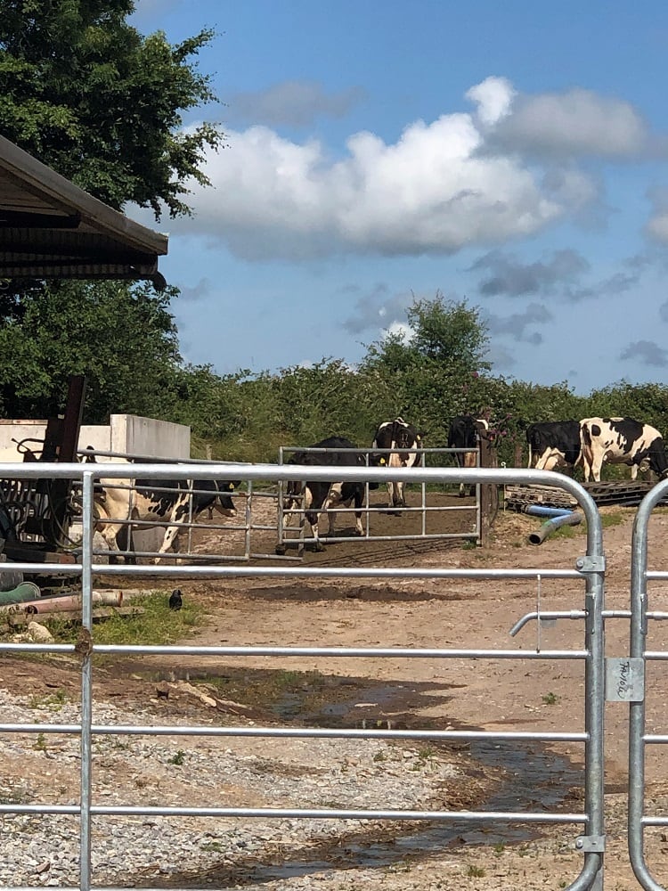 Cows.jpg