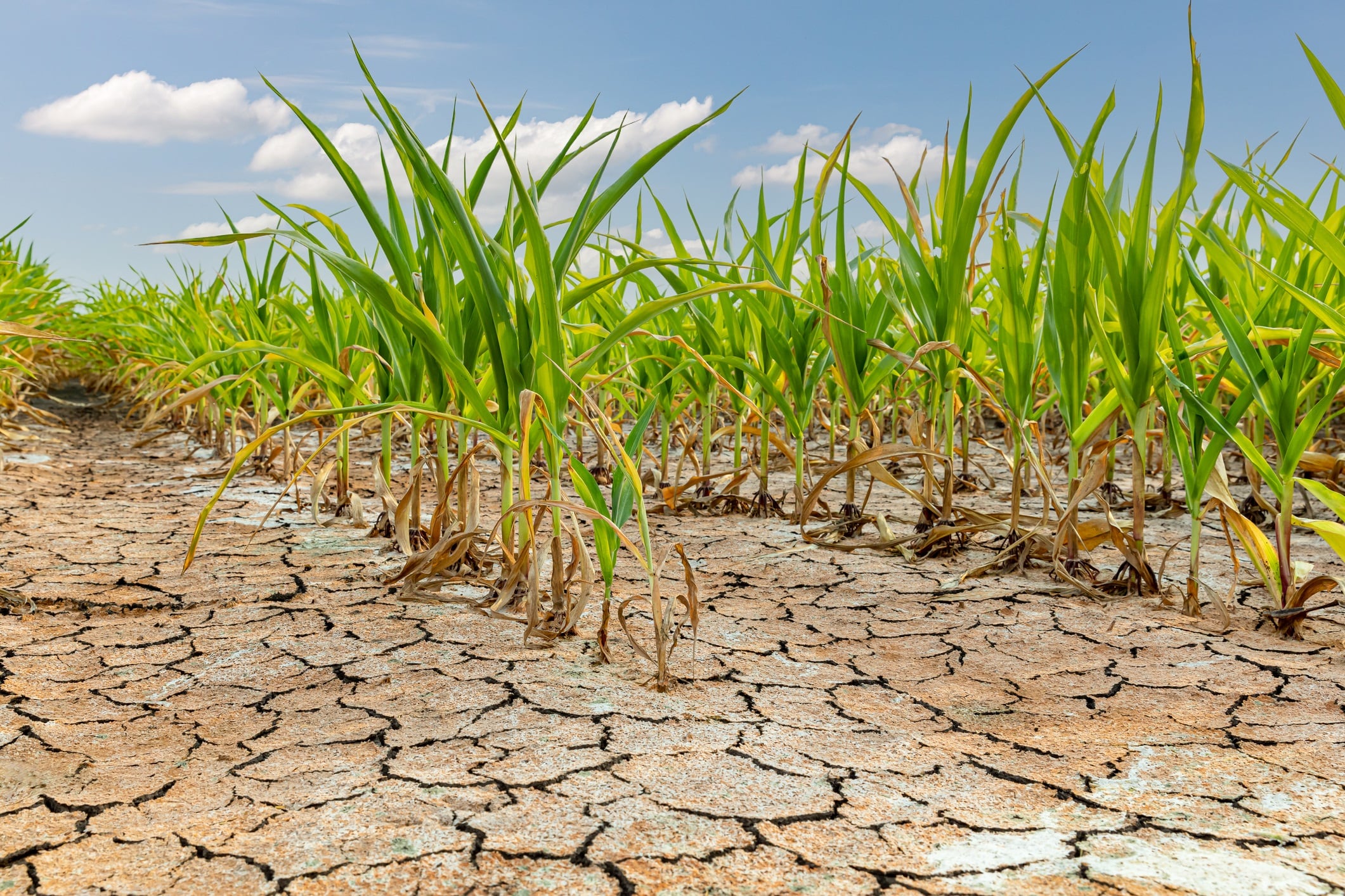 Cornfield with corn crop damage and cracked soil. W