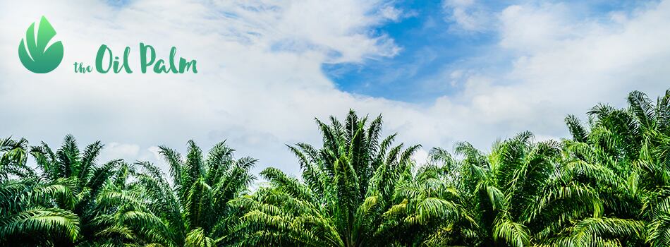 Why-palm-oil-taxes-are-neither-effective-nor-just.jpg