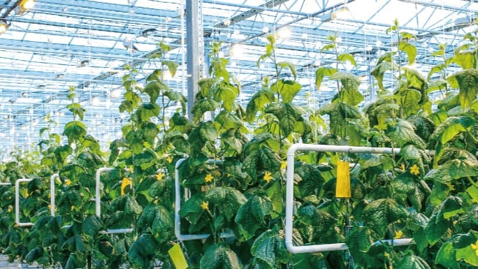 A fertile future: How biostimulants are playing a key role in food production