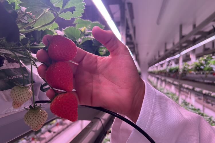 FlexFarming-strawberries.png