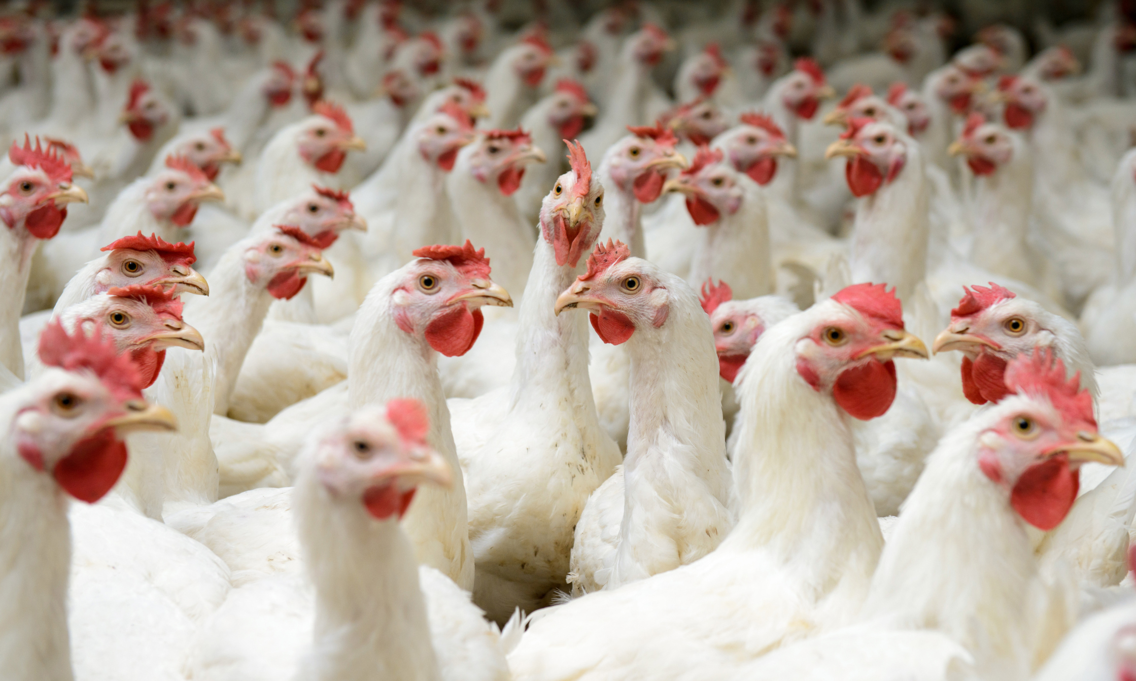 France hit by multi-national poultry ban