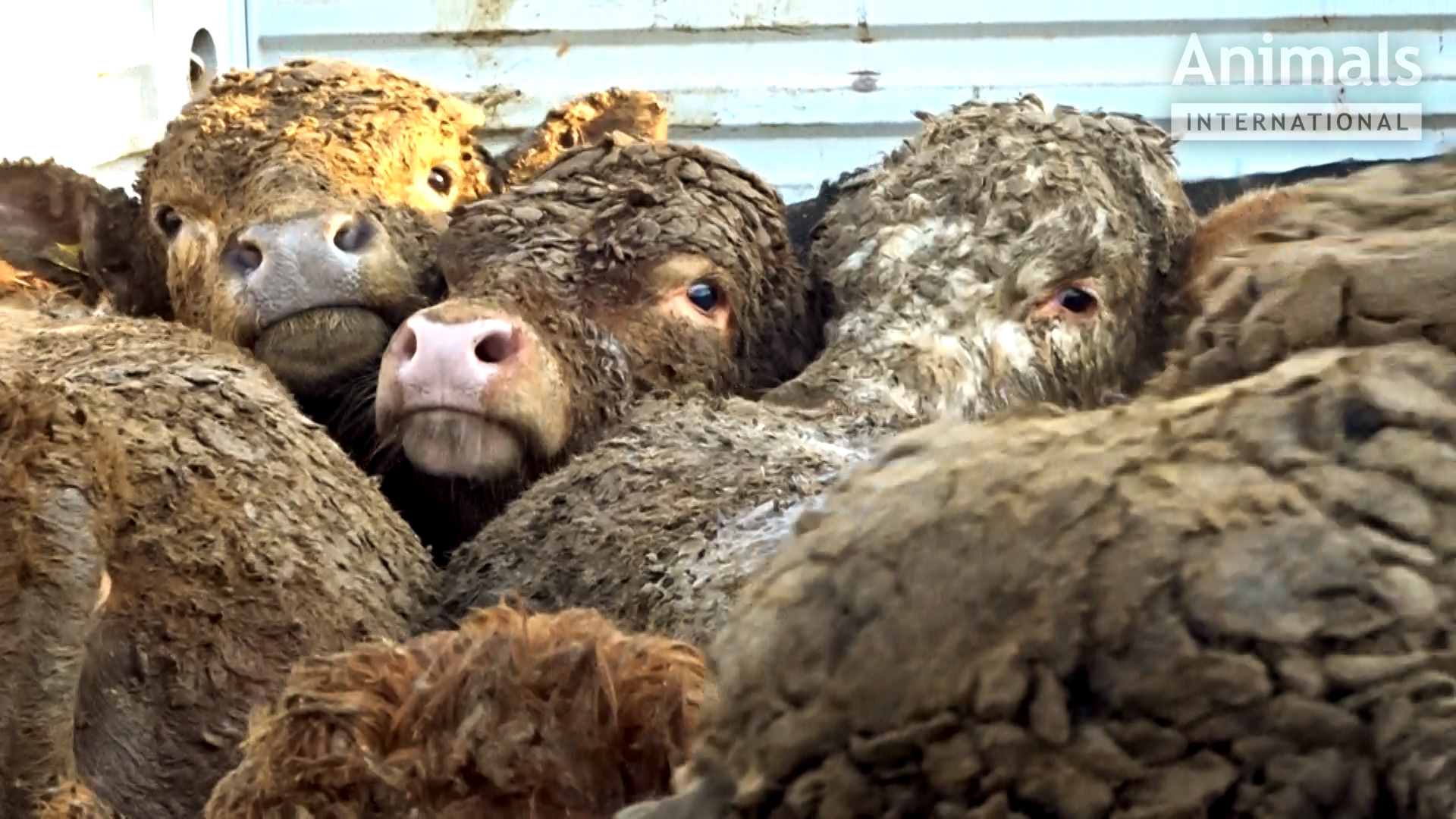 Investigation reveals 'horrific' export of livestock