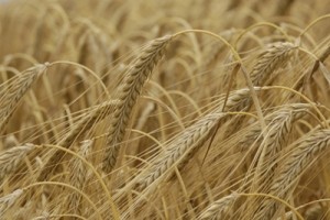 The beta-glucan content of barley has generated interest