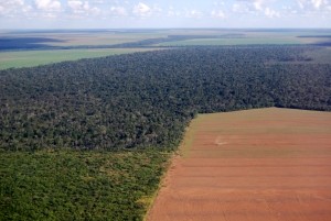 deforestation in brazil for soy crop, copyright Phototreat