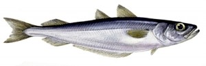 blue_whiting