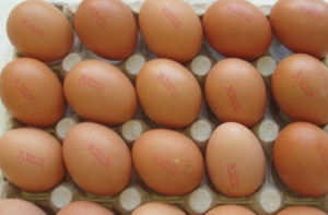 poland eggs salmonella