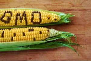 Corn-GM-small